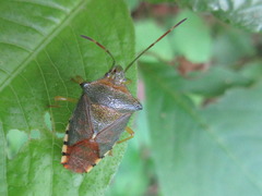 Acanthosoma denticaudum