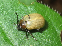 Gallerucida flavipennis