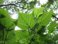 Alangium platanifolium