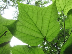 Alangium platanifolium