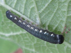 Cyclidia substigmaria