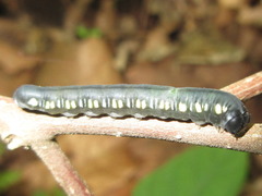 Cyclidia substigmaria