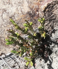 Passerina rubra