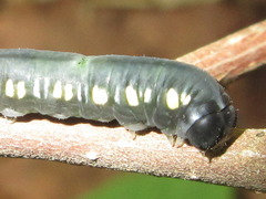 Cyclidia substigmaria