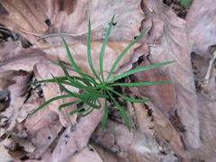 Pinus densiflora
