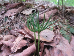Pinus densiflora