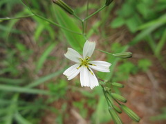 Ixeridium dentatum albiflorum