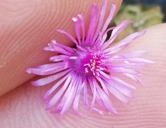 Lampranthus elegans