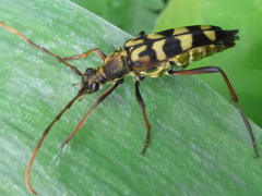 Leptura annularis