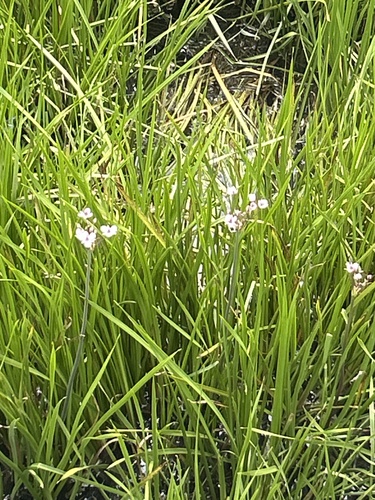 Flowering-rush