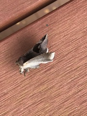 Bastilla solomonensis