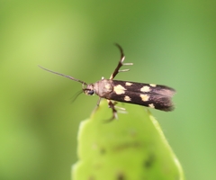 Eretmocera