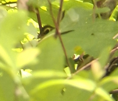 Kentucky Warbler