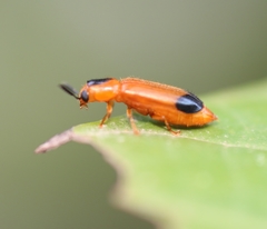 Tenerus melanurus