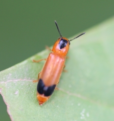 Tenerus melanurus