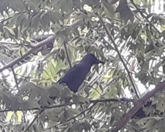 Corvus splendens