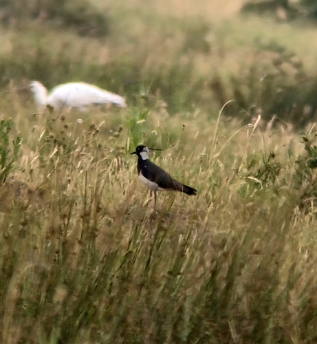 Northern Lapwing