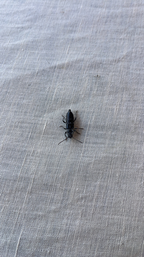 House Longhorn