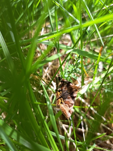 Burnet Companion