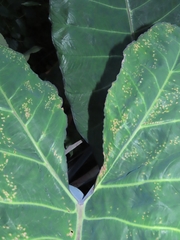 Xanthosoma violaceum