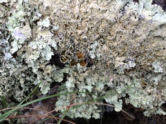 Xanthoparmelia scabrosa