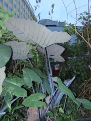 Xanthosoma violaceum