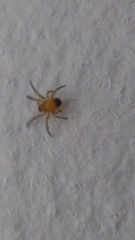 Araneae