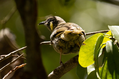 Meliphaga notata