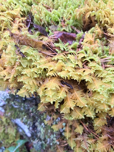 Ostrich-plume Moss
