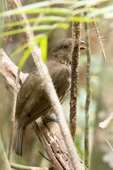 Scenopoeetes dentirostris
