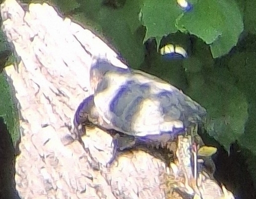 Common Snapping Turtle