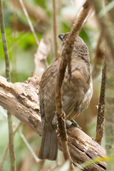 Scenopoeetes dentirostris
