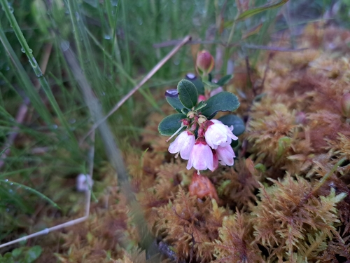 Lingonberry