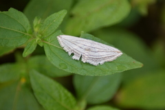 Scopula opicata