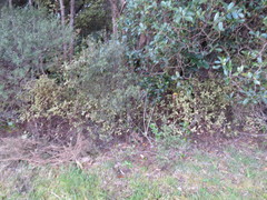 Leucopogon fasciculatus