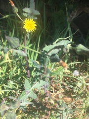 Sonchus oleraceus