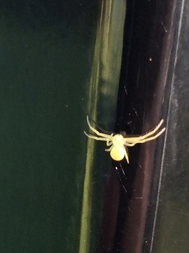 American Green Crab Spider
