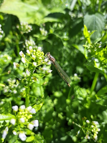 Common Blue Damselfly