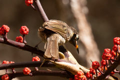 Bolemoreus frenatus