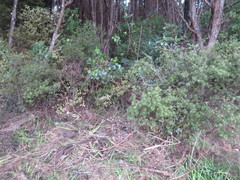 Leucopogon fasciculatus