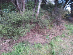 Leucopogon fasciculatus