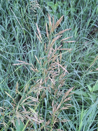 Smooth Brome