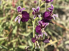 Streptanthus glandulosus glandulosus