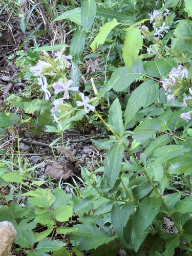 common soapwort