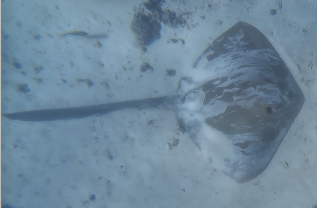 Broad cowtail ray over pale sand with a long thin tail trailing behind
