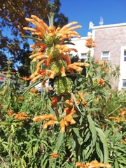 Leonotis leonurus
