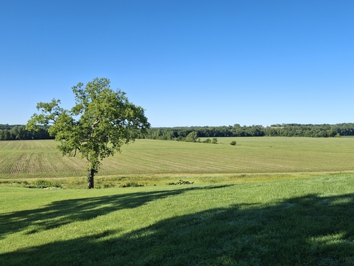 bur oak
