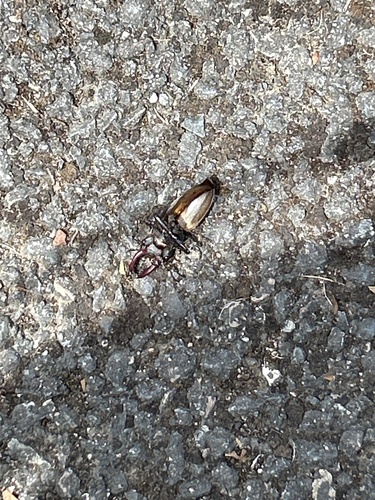 European Stag Beetle
