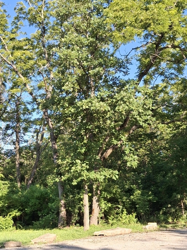 bur oak