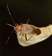 Adelphocoris insignis